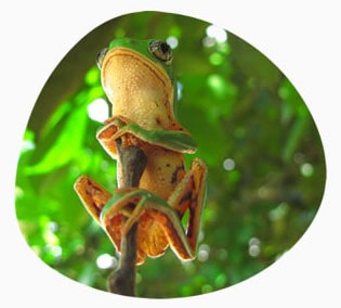 PORQUE A PHYLLOMEDUSA